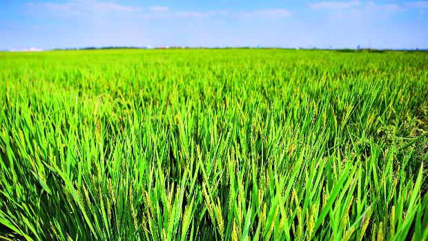 Así funciona Loyant, el nuevo herbicida para el control de malas hierbas en el cultivo del arroz