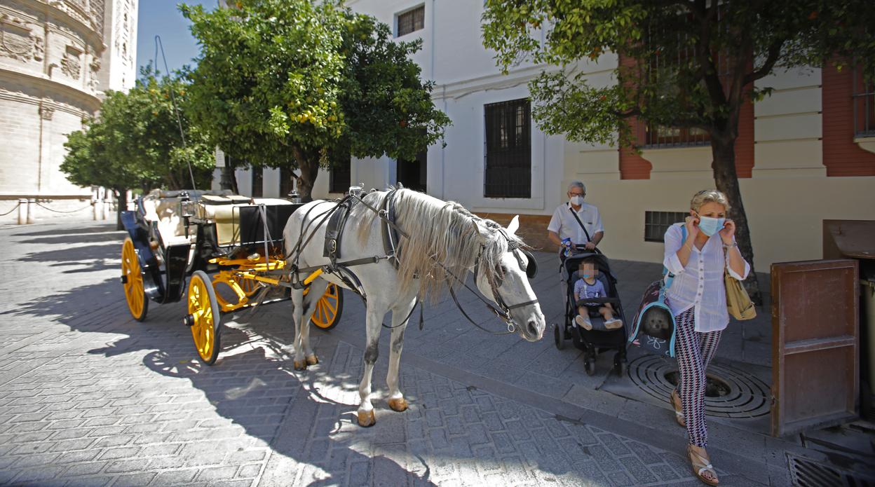 Un coche de caballos junto a la Catedral