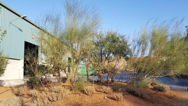 La Junta de Andalucía reclama al Consorcio de Estepa la devolución de una subvención que nunca se justificó