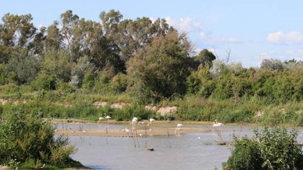 El Puerto de Sevilla, una reserva de aves acuáticas