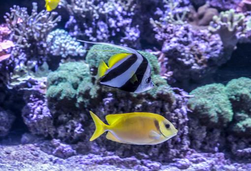 Peces tropicales en los tanques del Acuario de Sevilla