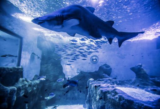 Los tiburones también están presentes en el Acuario de Sevilla