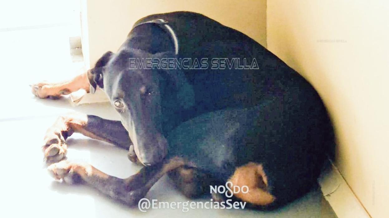 En la imagen el cachorro de siete meses maltratado por su dueño