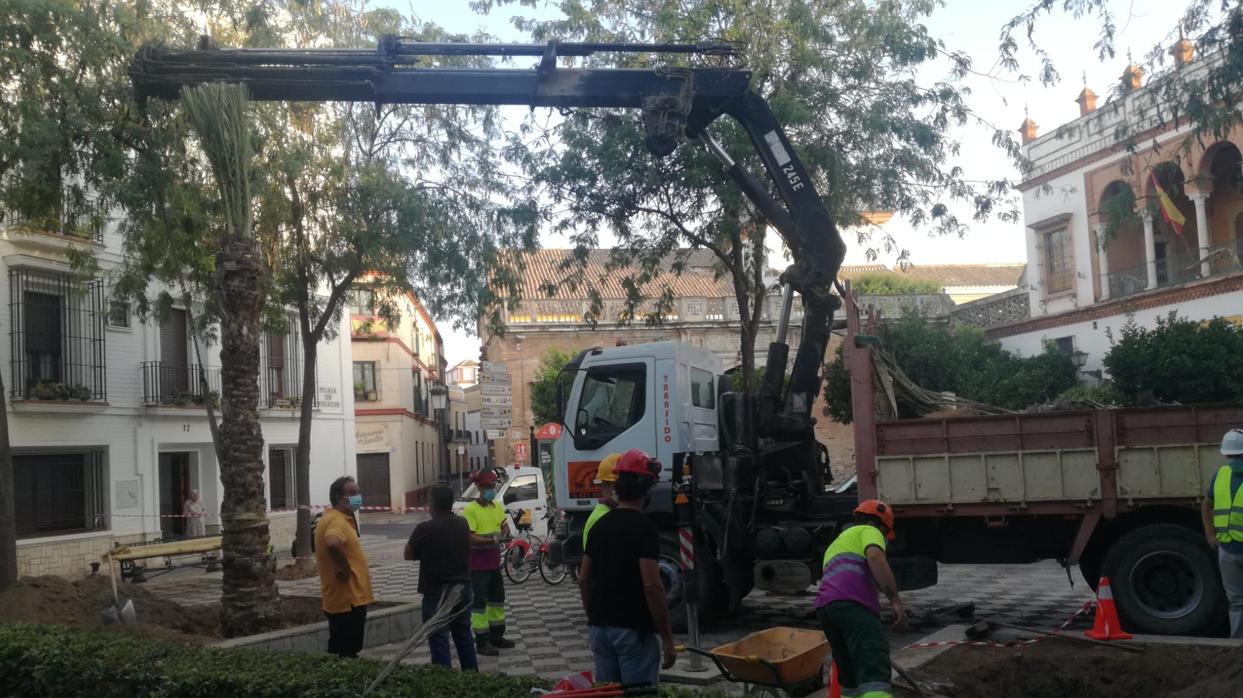 Varios operarios durante la plantación de una de las tres palmeras en la Plaza de Pilatos