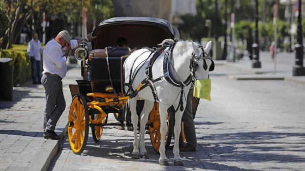 La pandemia de los coches de caballo en Sevilla: sin turismo no hay trabajo