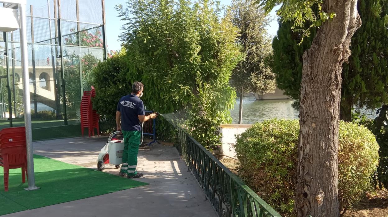 Fumigaciones que se están realizando en el Club Labradores, junto al puente de San Telmo