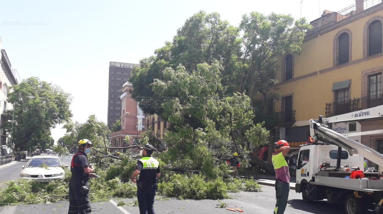 La caída de una rama de grandes dimensiones provoca el corte del tráfico en la Av. Luis Montoto en Sevilla