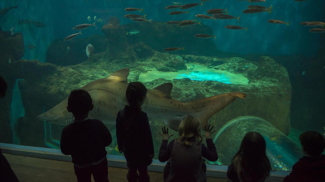 Unos niños disfrutando en el Acuario de Sevilla