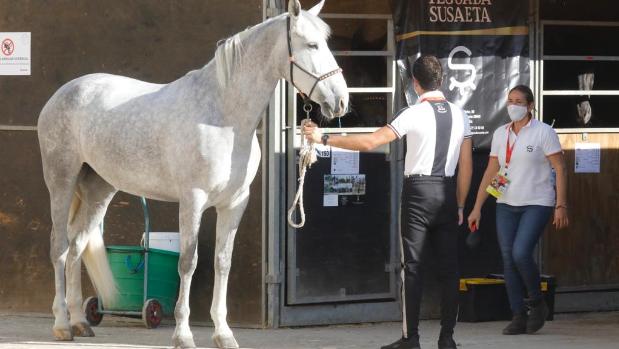 El Sicab se blinda contra la fiebre del Nilo que afecta a los caballos