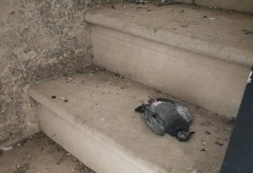 Una paloma muerta en las escaleras de la torre