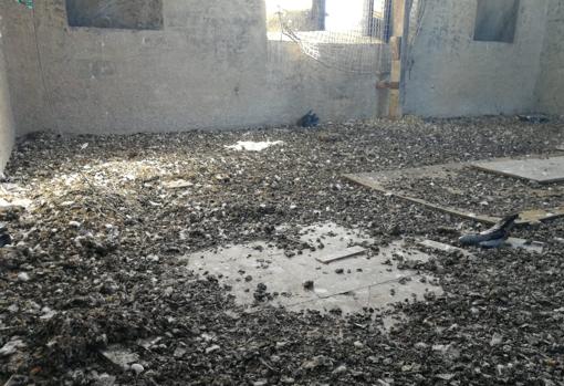 Palomas muertas y excrementos en la torre de Don Fadrique