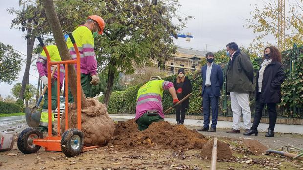 El Ayuntamiento inicia la plantación de más de cien árboles en la avenida de la Palmera