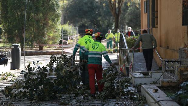 Arrancan los trabajos para recuperar los Jardines de Murillo de Sevilla