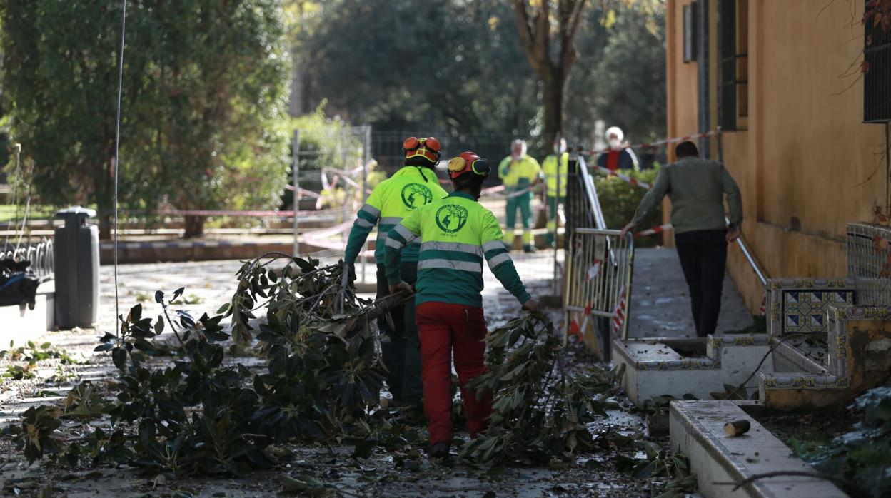 Operarios retiran las ramas en mal estado de los ficus de los Jardines de Murillo