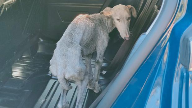 Detenido en El Vacie por tener cinco perros para peleas ilegales casi moribundos