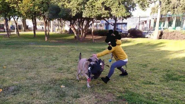 Denuncian «juegos de caza» de perros de presa con los patos del parque de los Príncipes de Sevilla