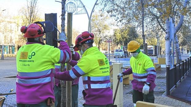 El Ayuntamiento de Sevilla culmina la plantación de 38 árboles en los alcorques vacíos de la Alameda de Hércules