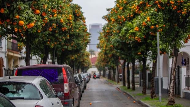 La naranja amarga la vida a los vecinos de Sevilla