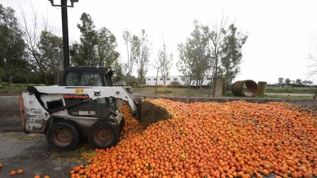 Zumo de naranja amarga de Sevilla, una nueva gasolina