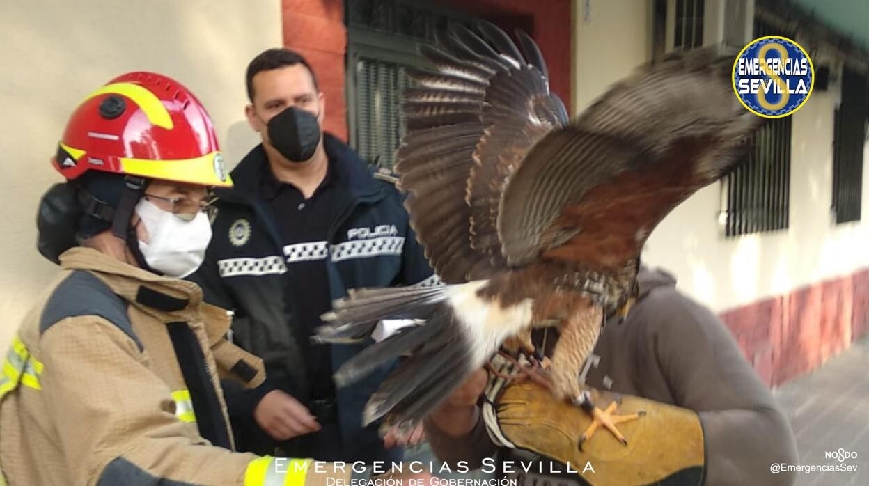 Imagen del águila que ha sido rescatada