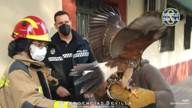 La Policía y los bomberos recuperan un águila de Harris que se había escapado en el Parque Alcosa