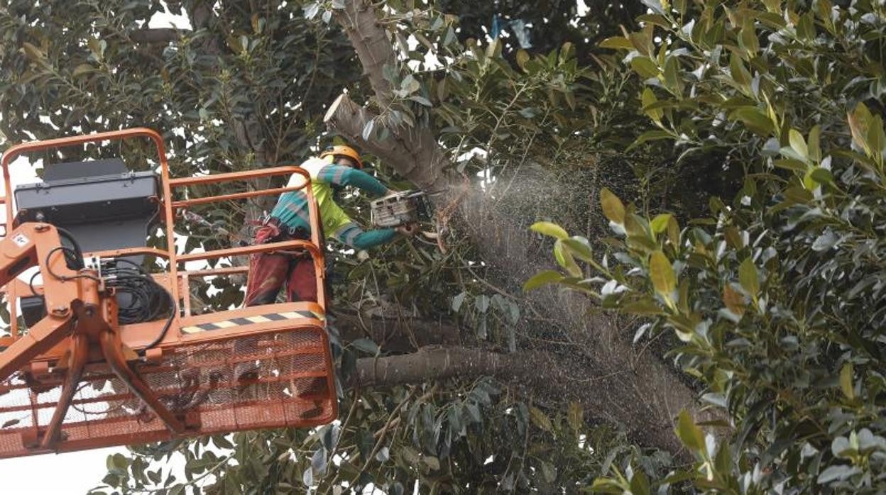 Imagen de la reciente poda del ficus de San Jacinto