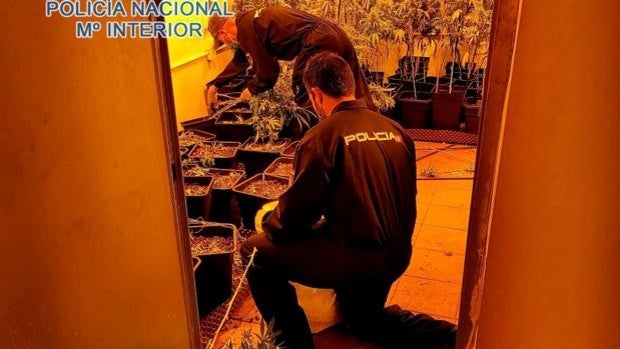 Más de 30 detenidos en dos meses de batidas contra el cultivo y tráfico de marihuana en Sevilla