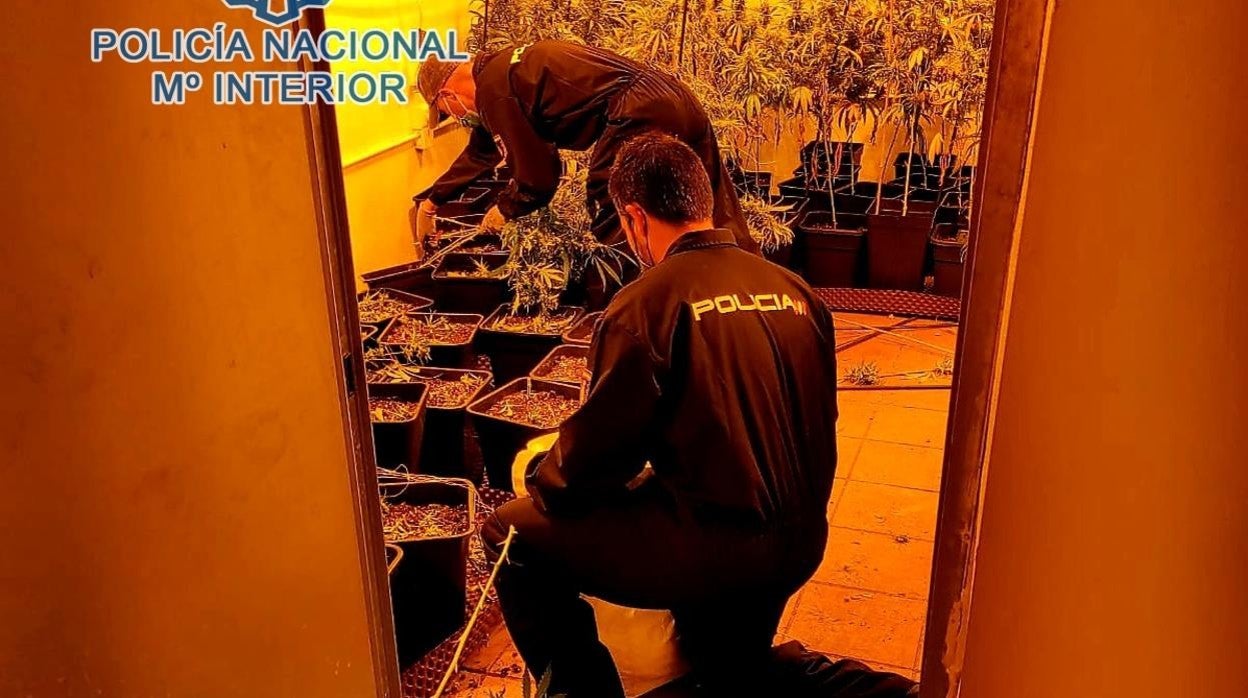 Dos agentes del nuevo grupo en plena intervención de una plantación de marihuana