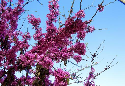 Sevilla en primavera estalla en color gracias a sus flores