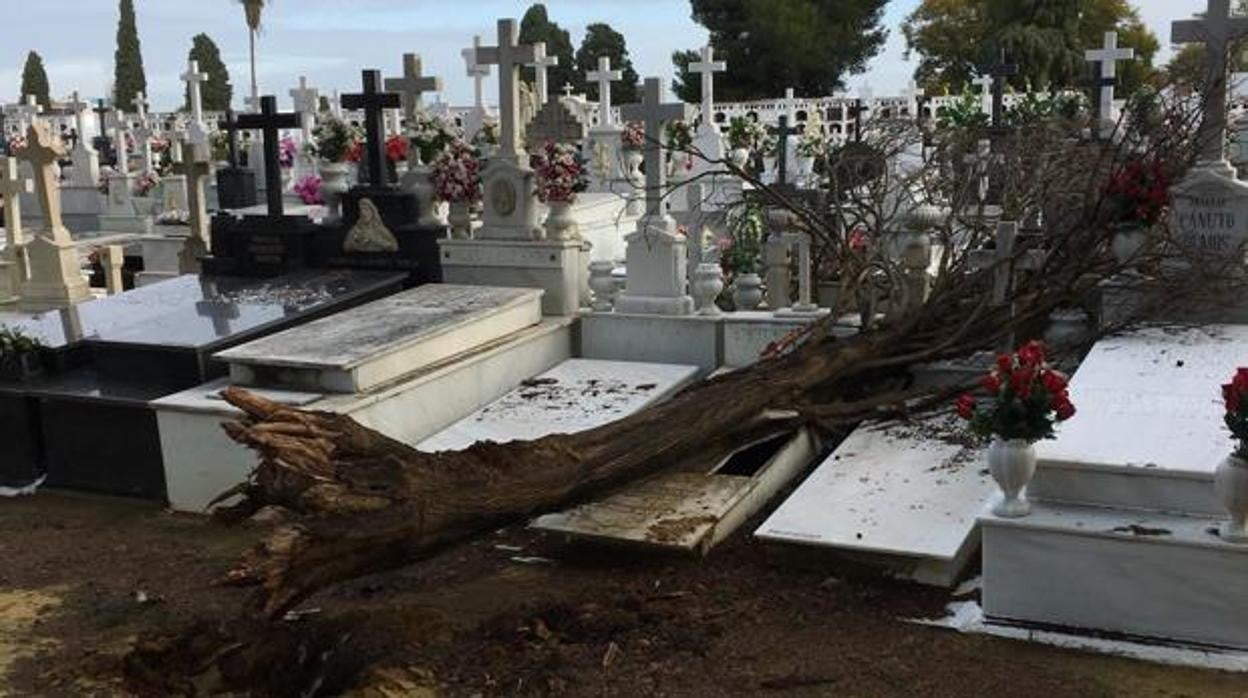 Imagen de archivo de la caída de un árbol en marzo de 2018 en el cementerio de Sevilla