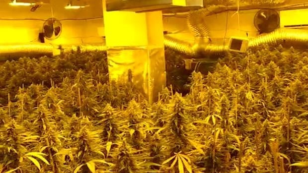 La Policía Local de Sevilla detecta una plantación de marihuana en la calle Avión Cuatro Vientos