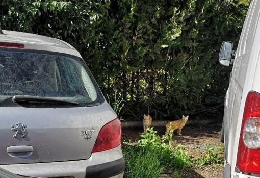 Dos de los gatos entre los vehículos que hay en el depósito