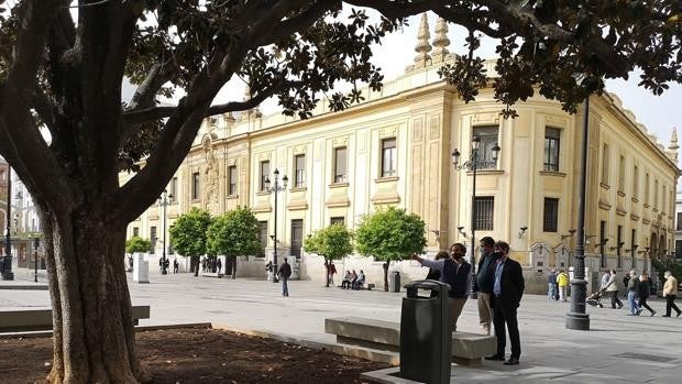 Un catálogo de árboles singulares velará por el patrimonio verde de Sevilla capital