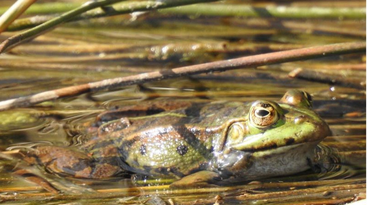 La rana común será uno de los anfibios que se quiere recuperar en el entorno