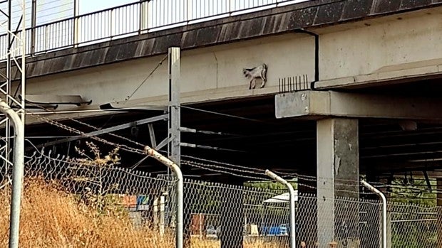 El curioso rescate de la Policía Local a una cabra que deambulaba por un trazado ferroviario en Sevilla