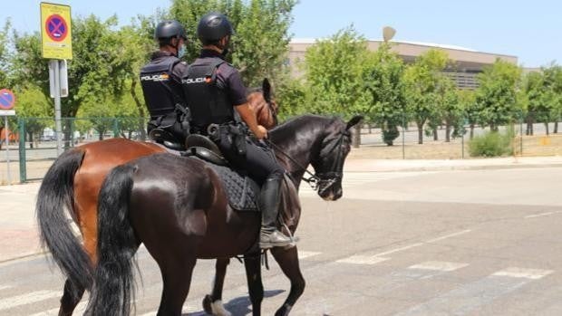 Hospitalizado en Sevilla un policía nacional tras caer de su caballo mientras prestaba servicio