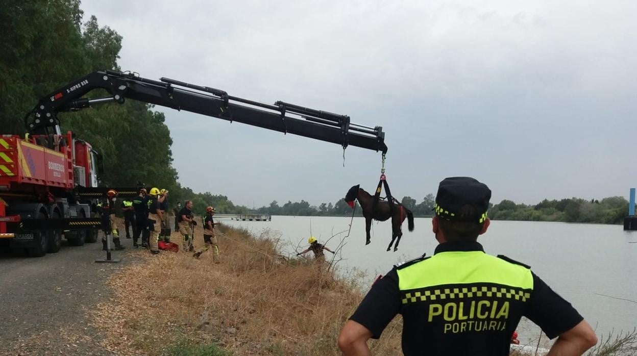 El caballo es rescatado con la ayuda de una grúa de los Bomberos de Sevilla