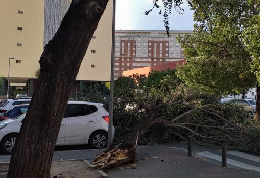 Rama caída este martes en la esquina de la avenida Villas de Cuba con la calle Macedonia