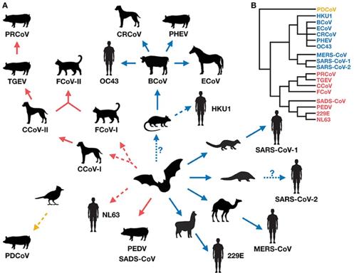 Transmisión cruzada de coronavirus entre humanos y mamíferos domésticos. Cross-Species Transmission of Coronaviruses in Humans and Domestic Mammals, What Are the Ecological Mechanisms Driving Transmission, Spillover, and Disease Emergence? Nova, N. 2021. 9:717941.