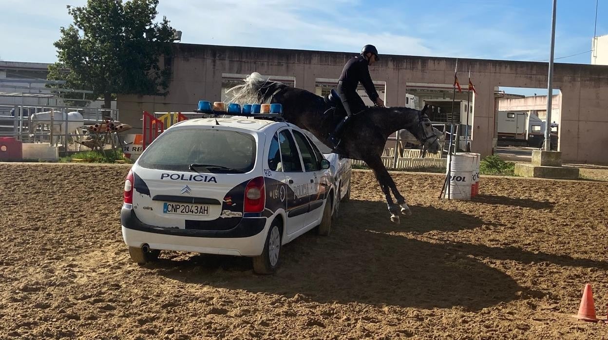 Uno de los ejercicios ha consistido en saltos por encima de barreras como la formada por estos dos vehículos policiales