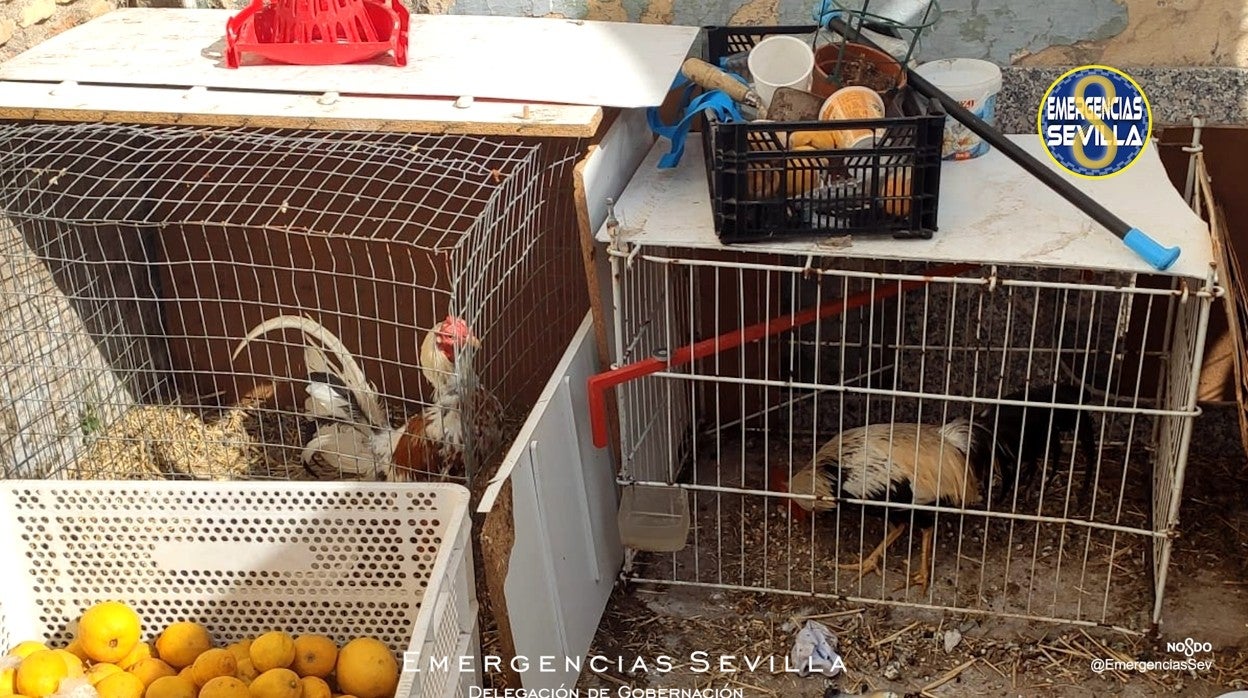 Algunos gallos intervenidos en el barrio de Torreblanca