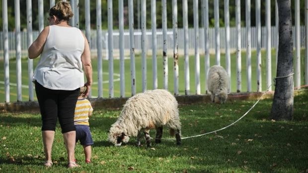 Roban cinco ovejas churras lebrijana en Sevilla y se pone fin al programa para la recuperación de la especie