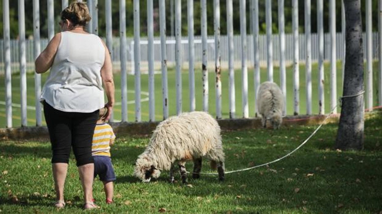 Una mujer y su hijo visitan las ovejas churra lebrijanas que habían en el parque de san Jerónimo