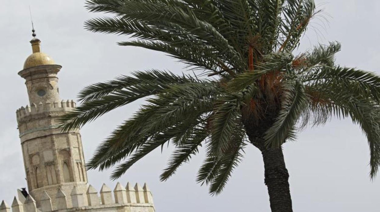 Avisos amarillos en Sevilla por las rachas de viento de este lunes