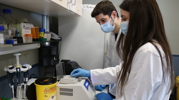 Sevilla crea «organoides» a partir de trozos de tumores para probar nuevos fármacos contra el cáncer