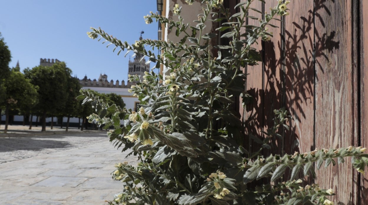 Un yerbajo silvestre en el Patio de Banderas con la Giralda al fondo