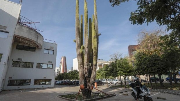 El cactus milenario que habita en la Cartuja