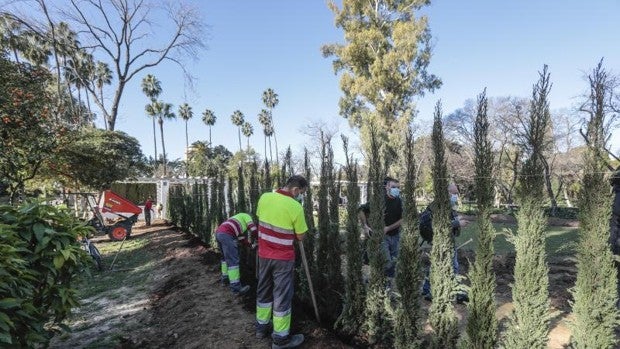 El Ayuntamiento plantará 2.000 árboles en los próximos dos años en Sevilla