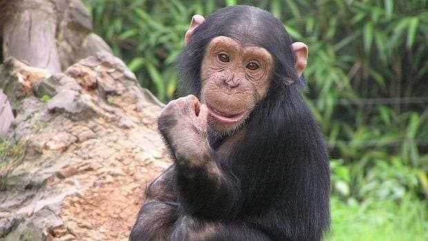 El chimpancé es el animal con el ADN más parecido al del ser humano