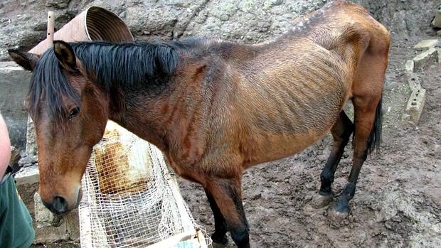 Caballo encontrado en Arucas junto a otros animales malnutridos en otro caso de maltrato animal